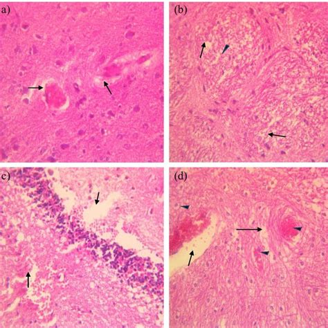 Photomicrographs Of H E 400X Stained Section Of Group III Rat