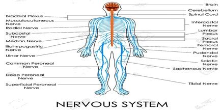 About Nervous System - Assignment Point