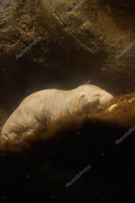 Naked Mole Rat Heterocephalus Glaber Stock Photo By Poeticpenguin