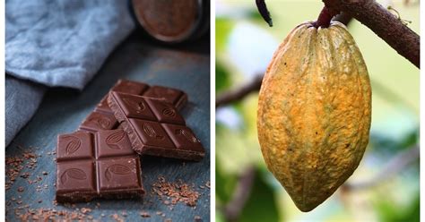 2 de septiembre Día Nacional del Cacao y el Chocolate