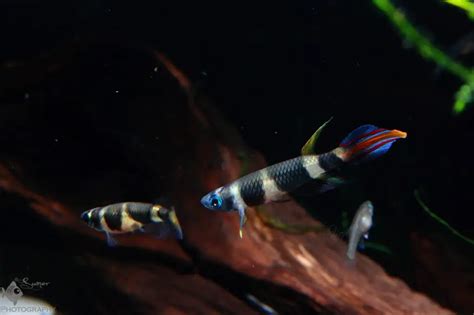 Epiplatys Annulatus Clown Killifish Haplochilus Annulatus