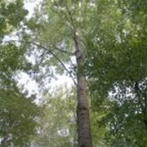 Antiviral Tincture Formula 