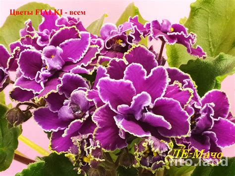 Фиалка ЛЕ-Мачо