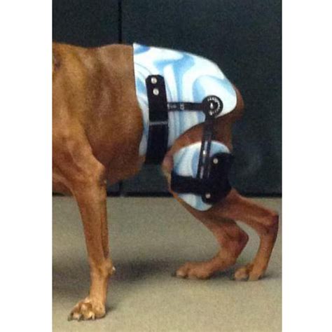 How Long Does It Take A Dog To Recover From Hip Surgery