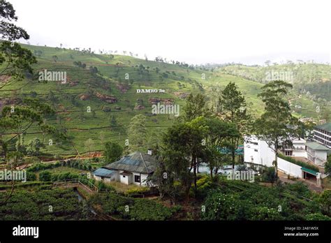 Damro tea hi-res stock photography and images - Alamy