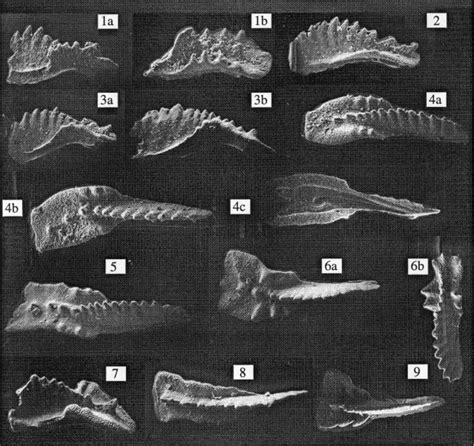 Figure From Magnetostratigraphy And Biostratigraphy Of The Carnian