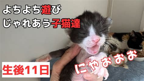 【生後11日】よちよち歩きが可愛い6匹の子猫達 Youtube