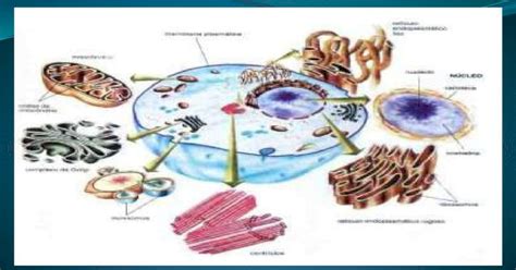 Onde Encontramos Os Organóides Organelas Citoplasmáticas