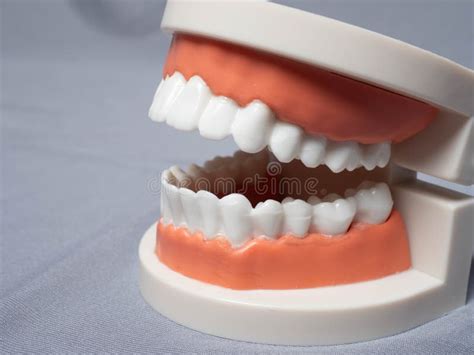 Human Mouth and Teeth Model Usually Used by Dentist for Explain about ...