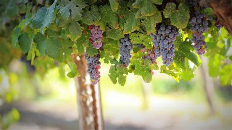 Images Gratuites Arbre La Nature Branche Grain De Raisin Vignoble