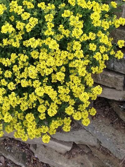 Алиссум Золотая россыпь: описание сорта, характеристики, особенности ...