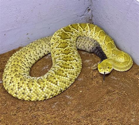 ปักพินโดย Steven Ardianto ใน Snakes ในปี 2024