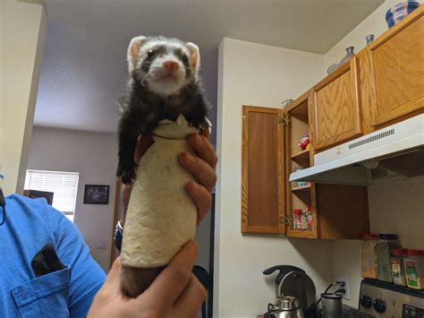 how to ferret vomiting without vet 6