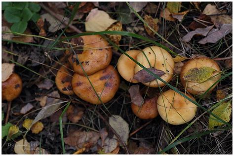 Паутинник обыкновенный (Cortinarius trivialis) фото и описание