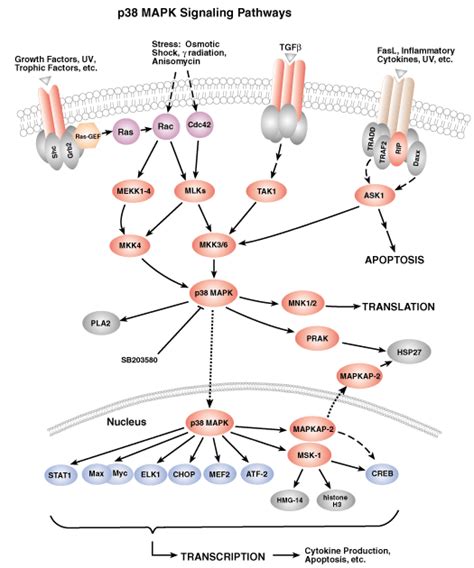 P Mapk Signaling Pathways