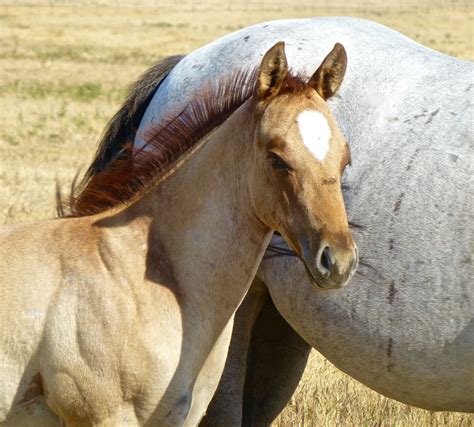 Sale Pending2017 Aqha Red Roan Dun Colt