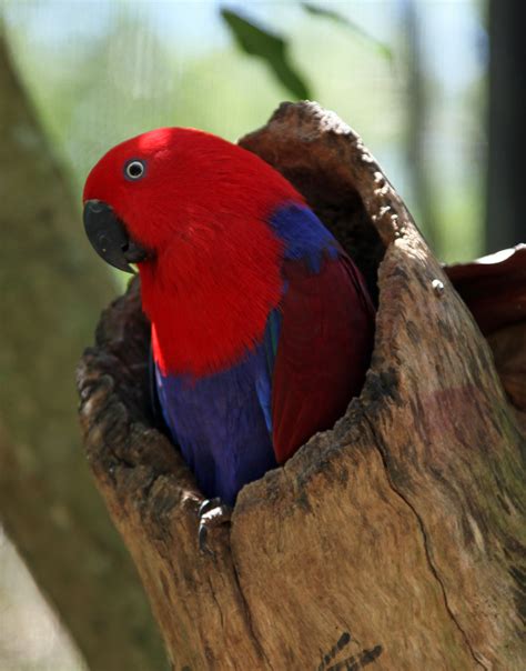 Eclectus Parrot Eclectus Roratus