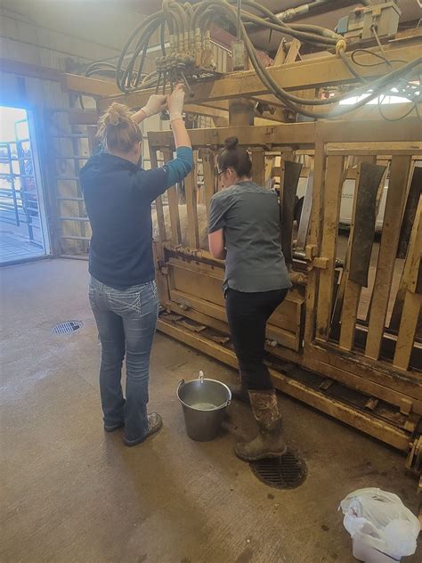 independence animal hospital missouri 4