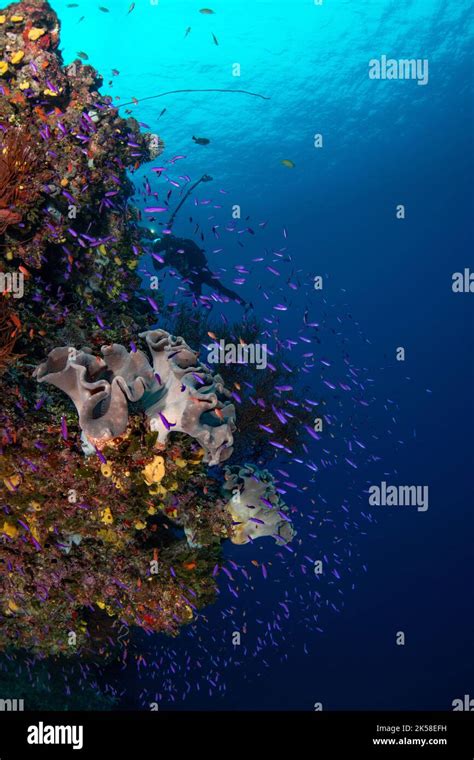 Coral reefs from Fiji Stock Photo - Alamy