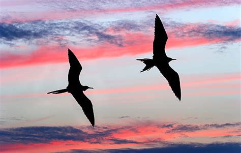 The Meaning Of Two Birds Flying Together