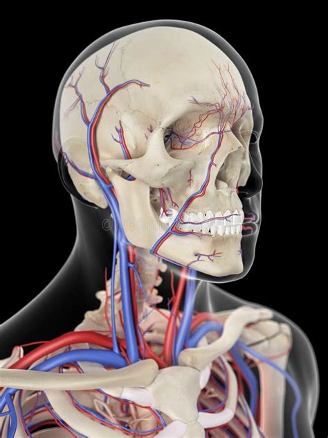 The Veins And Arteries Of The Head Stock Illustration Illustration Of