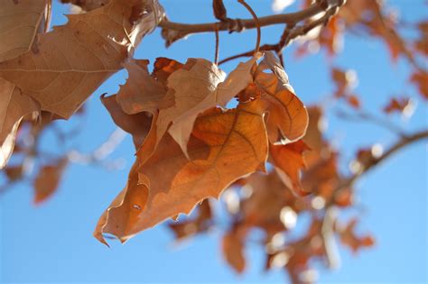 Macro Dried Leaf | More dried leaves against a bright blue s ...