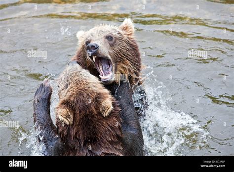 Playing Kamchatka Bears Stock Photo Alamy