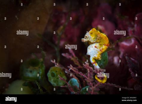 Pontohi Pygmy Seahorse On Coral Reef Hippocampus Pontohi Stock Photo