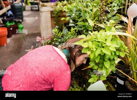 beautiful woman checking pot plant stock photo alamy