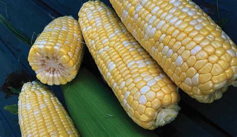 12 Sweet Corn Varieties Florida Growers Can Count On Growing Produce