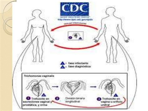 Ciclo Da Tricomoníase - Ciclo De Vida Tricomoníase - FDPLEARN