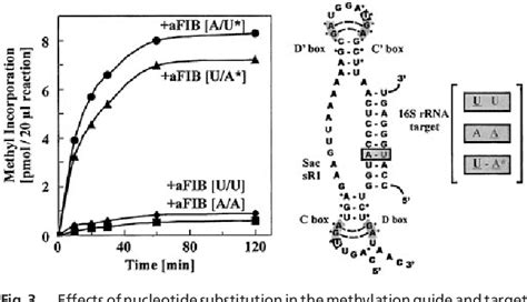 In Vitro Reconstitution And Activity Of A C D Box Methylation Guide