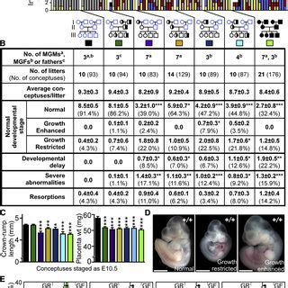 Maternal Grandparental Mtrr Genotypes Are Important For A Successful