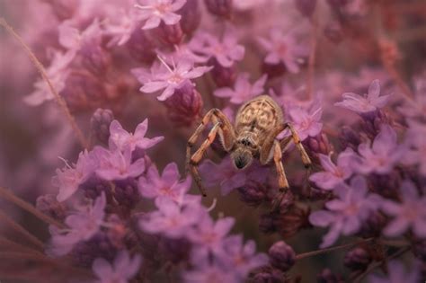 Premium Ai Image A Spider On A Purple Flower