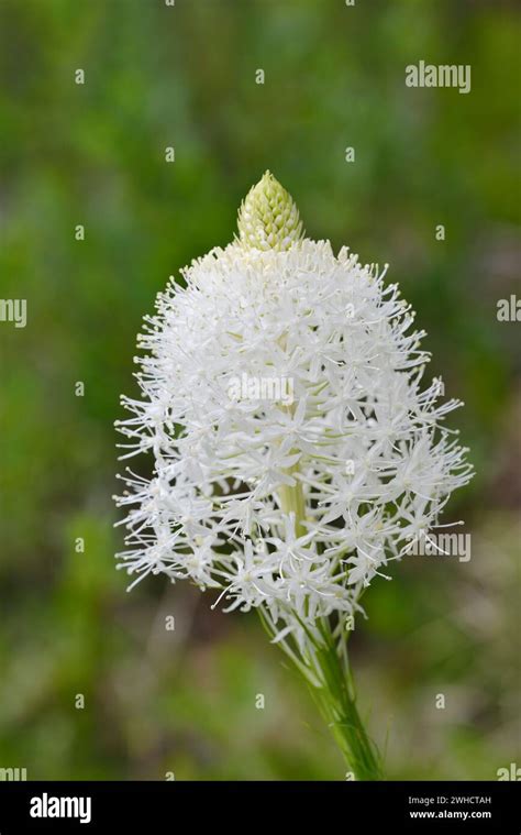 Xerophyllum Tenax Hi Res Stock Photography And Images Alamy