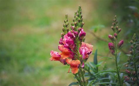 Антирринум, Львиный зев (Antirrhinum) - описание, виды, фото, уход ...