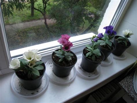 Цветок эустома многолетняя: выращивание в домашних условиях