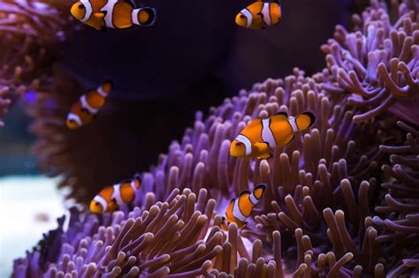 Premium Photo | Clownfish and sea anemone