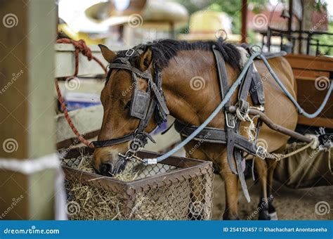 A Horse Harness Provides Visitors With A Ride In The Zoo Of A Sheep