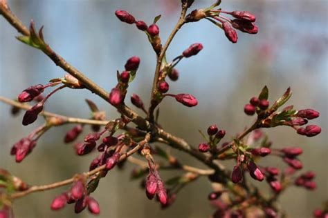 Ботанический сад Калининграда