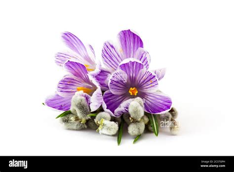 Crocus Flowers And Pussy Willow Twigs On White Background Stock Photo Alamy