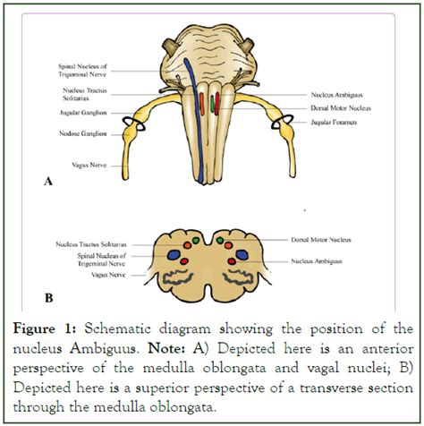 Deciphering The Nucleus Ambiguus Anatomy Functions And Clinical
