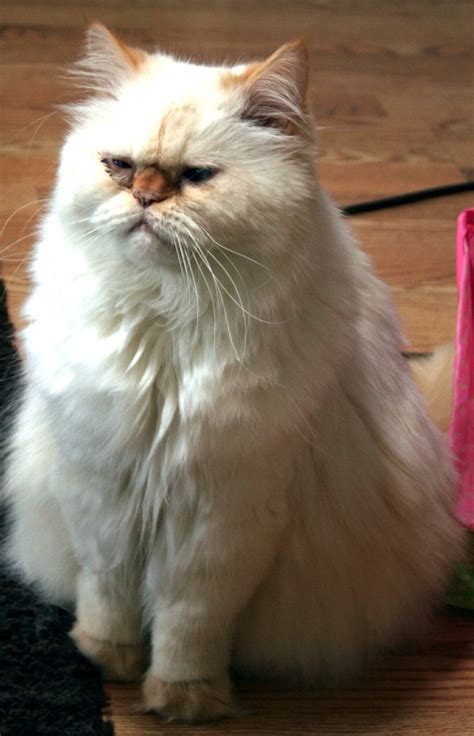 My Flame Point Himalayan Cat Cats Cat Breeds