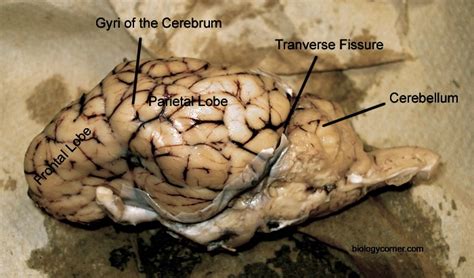 Sheep Brain Meninges Dura Mater Pia Mater Right And Left Cerebral
