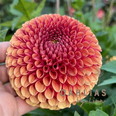 Dahlia Copper Boy Dahlias By Linn