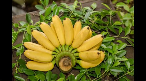 Frontiers in Plant Science: Современные бананы имеют трёх загадочных ...