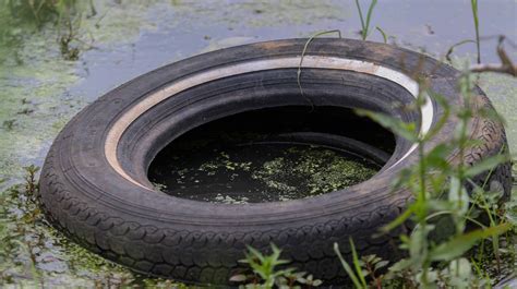 See what the world's deadliest animal is, how to stay safe in Delaware