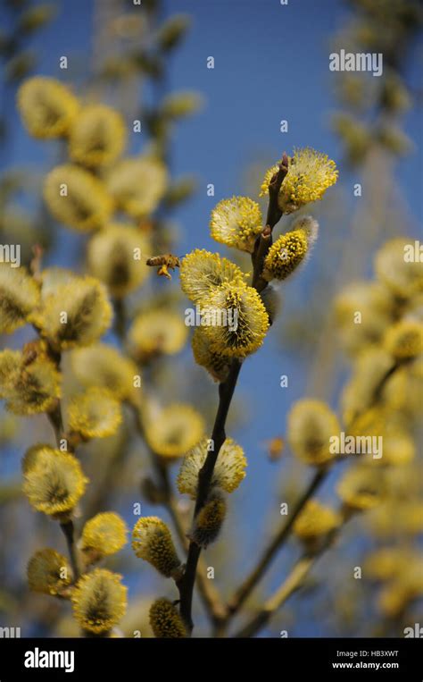 Salix Caprea Pussy Willow Catkins With Bee Stock Photo Alamy