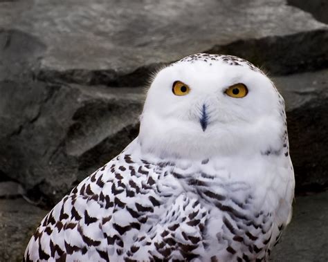 File:Snowy Owl 1.jpg - Wikimedia Commons