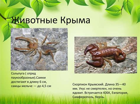 Растения Крыма - презентация онлайн